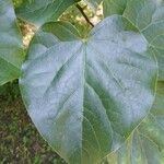 Cercis chinensis Leaf