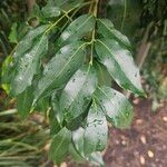 Syzygium floribundum Leaf
