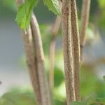 Viburnum sargentii Bark