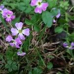 Malcolmia maritima പുഷ്പം