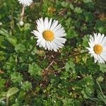 Bellis annuaFleur