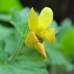 Viola sempervirens Λουλούδι