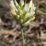 Astragalus vesicarius Fruit