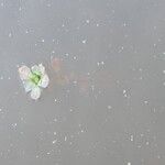 Ludwigia peploidesLeaf