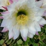 Echinopsis schickendantzii Flor