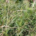 Persicaria decipiens 形態