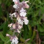 Nepeta nepetella 花