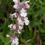 Nepeta nepetella Flor