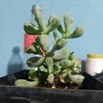 Lampranthus deltoides Leaf