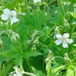 Geranium sylvaticumFlor