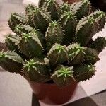 Euphorbia aggregata Blatt