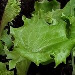 Lactuca sativa Folha