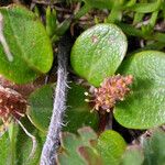 Salix nivalis Λουλούδι