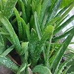 Aloe vera Folha