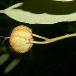 Mabea occidentalis Fruto