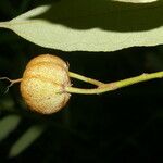 Mabea occidentalis Fruit