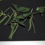 Galactia striata अन्य