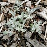 Artemisia stelleriana पत्ता