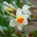 Narcissus × incomparabilis പുഷ്പം