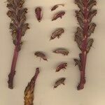 Orobanche gracilis Hábito