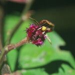 Bulbophyllum fayi Flower