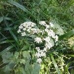 Aegopodium podagrariaFlower