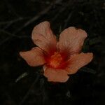 Sida ciliaris Flower