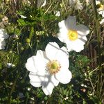 Anemone hupehensis Blüte