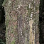 Sideroxylon borbonicum Kabuk