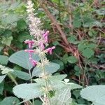 Stachys sylvatica Blomst