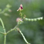 Aeschynomene americana Fruit