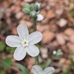 Iberodes linifolia Õis