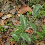 Tradescantia crassifolia Habit