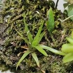 Eriocaulon truncatum Leaf