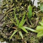 Eriocaulon truncatum 葉