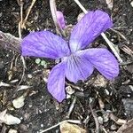 Viola rupestris Flor