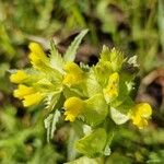 Rhinanthus minorFiore