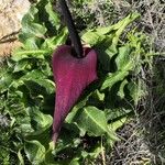 Arum palaestinum Flower