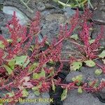 Oxybasis chenopodioides অন্যান্য