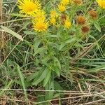 Inula salicina Likasa
