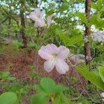 Rhododendron schlippenbachii Fleur