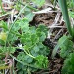 Thalictrum alpinum Συνήθη χαρακτηριστικά