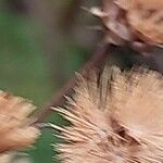 Vernonia arkansana Fruit