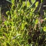 Eremopyrum triticeum Hábito