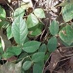 Kennedia rubicunda Leaf