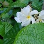 Chonemorpha fragrans Virág