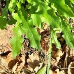 Leontodon tuberosus Leaf