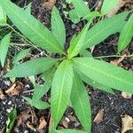 Polygonum lapathifolium Fulla