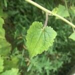 Lophospermum erubescens 葉