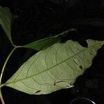 Cheiloclinium cognatum Frunză